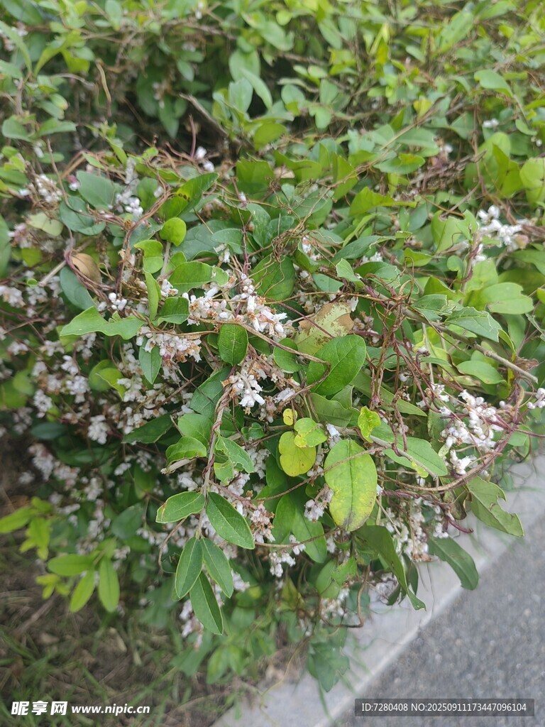 綠葉叢中點(diǎn)綴粉色小花