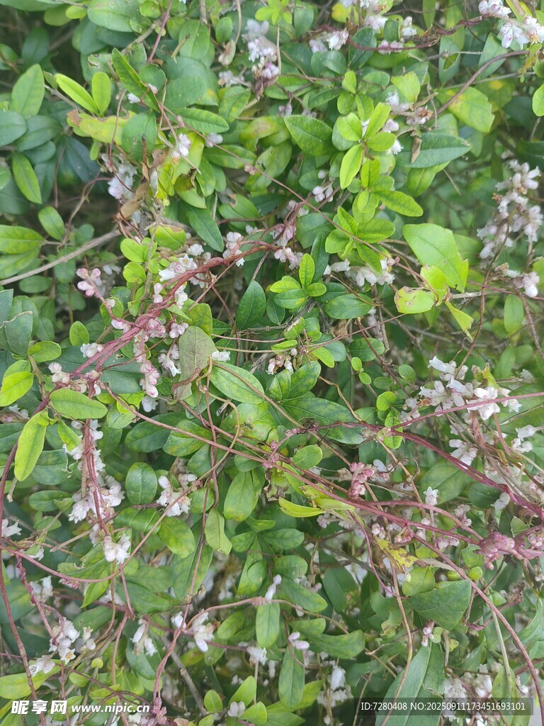 綠葉間綻放的粉色小花