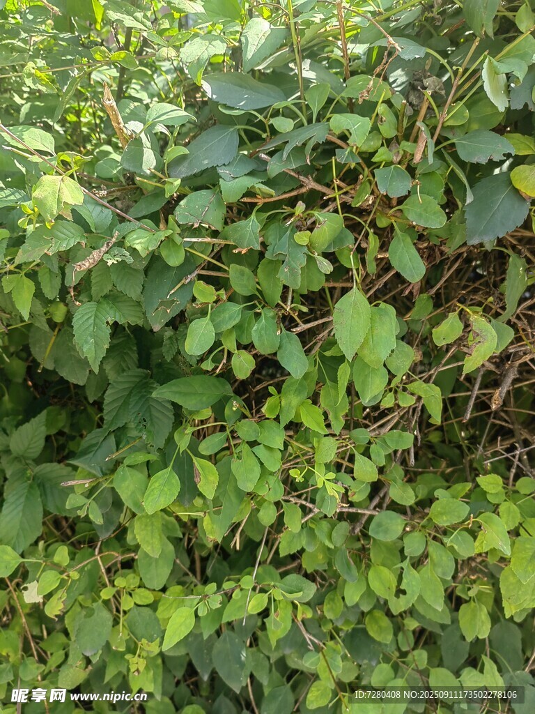 繁茂綠植盡顯自然生機