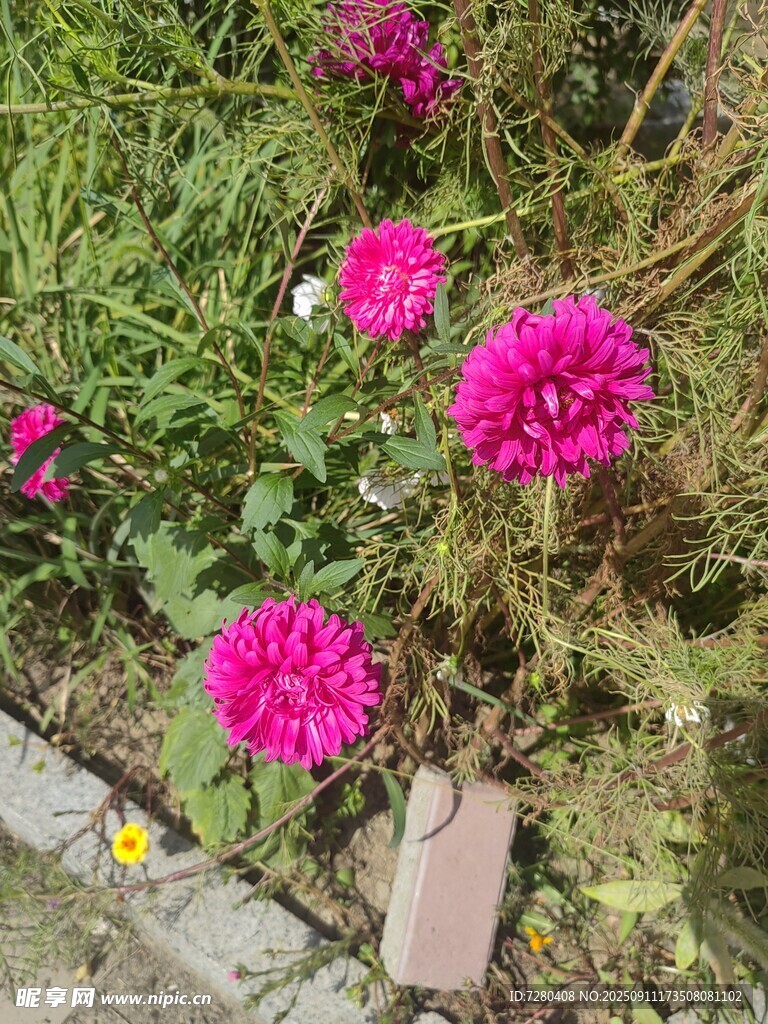 嬌艷欲滴的粉色花卉