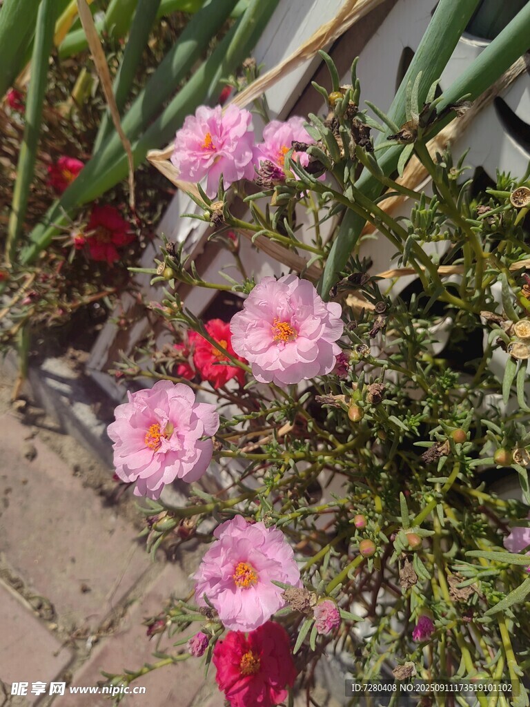 粉色花卉綻放于花園中
