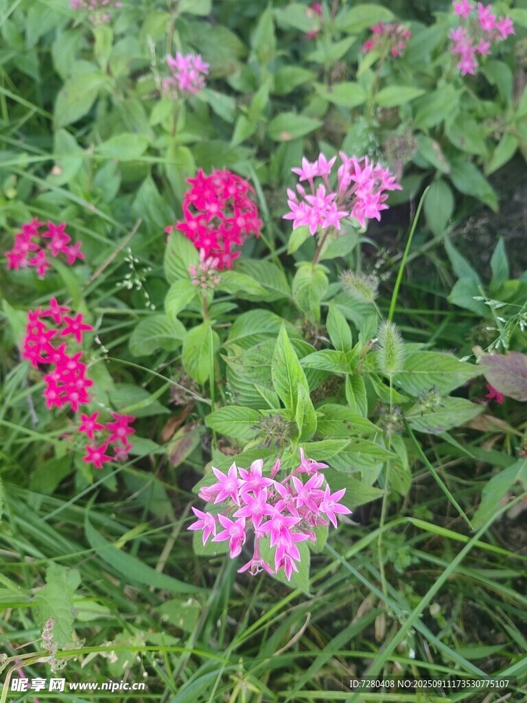 草叢中的多彩花卉
