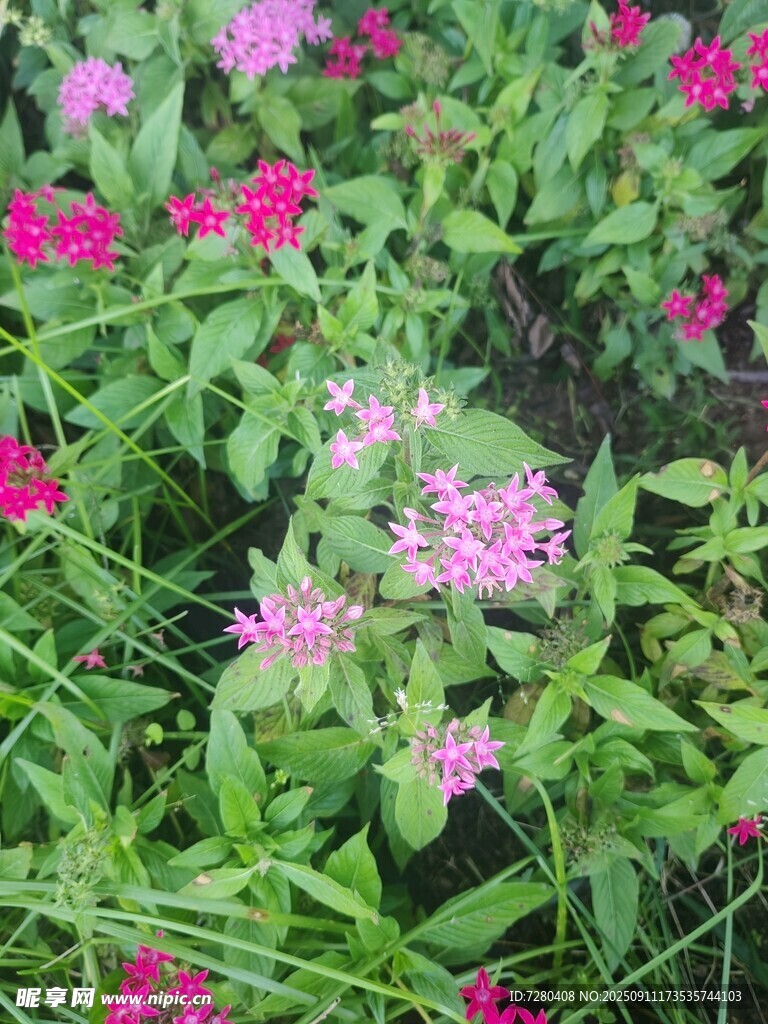 粉色小花綻放于綠葉間