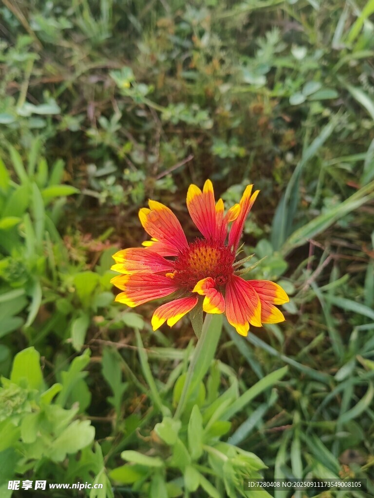 艷麗雙色花朵綻放草叢