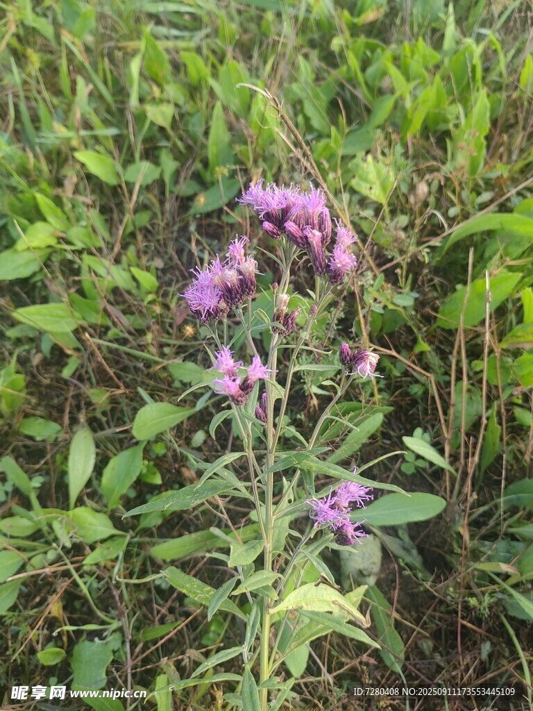 野外綻放的紫色小花