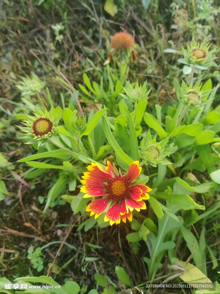 艷麗天人菊綻放于草叢中