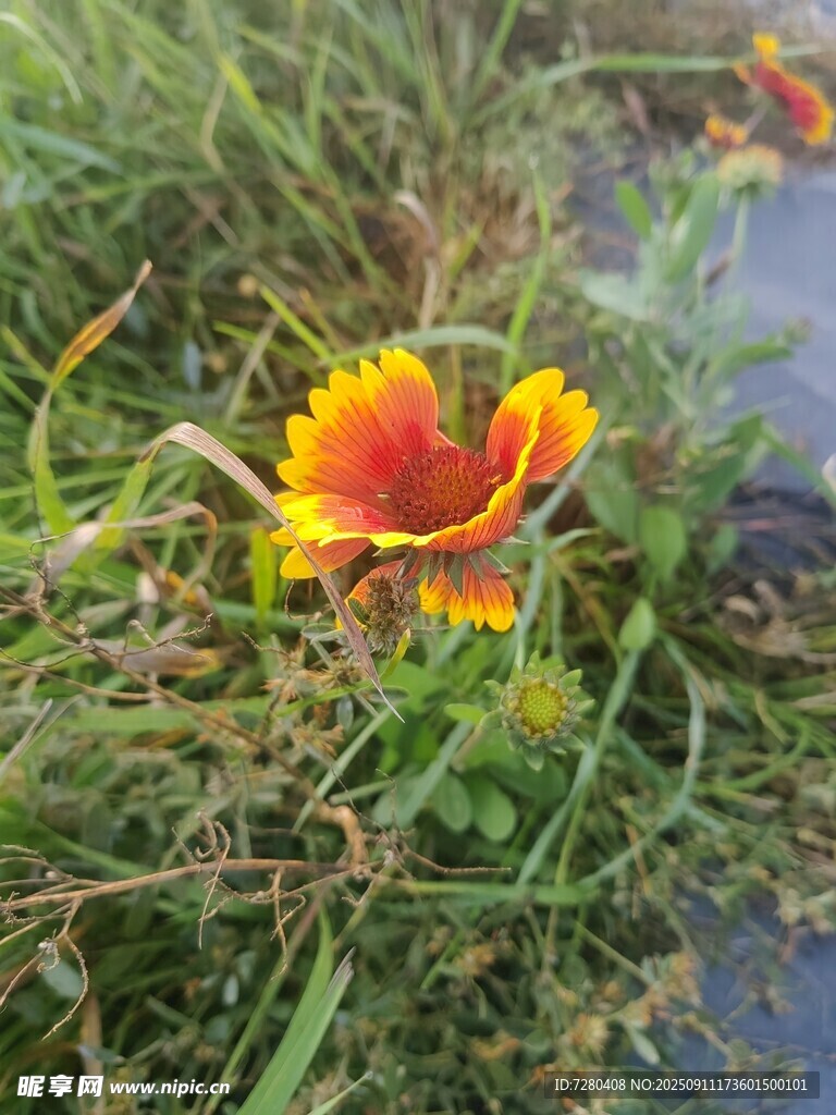 草叢中的艷麗雙色花朵