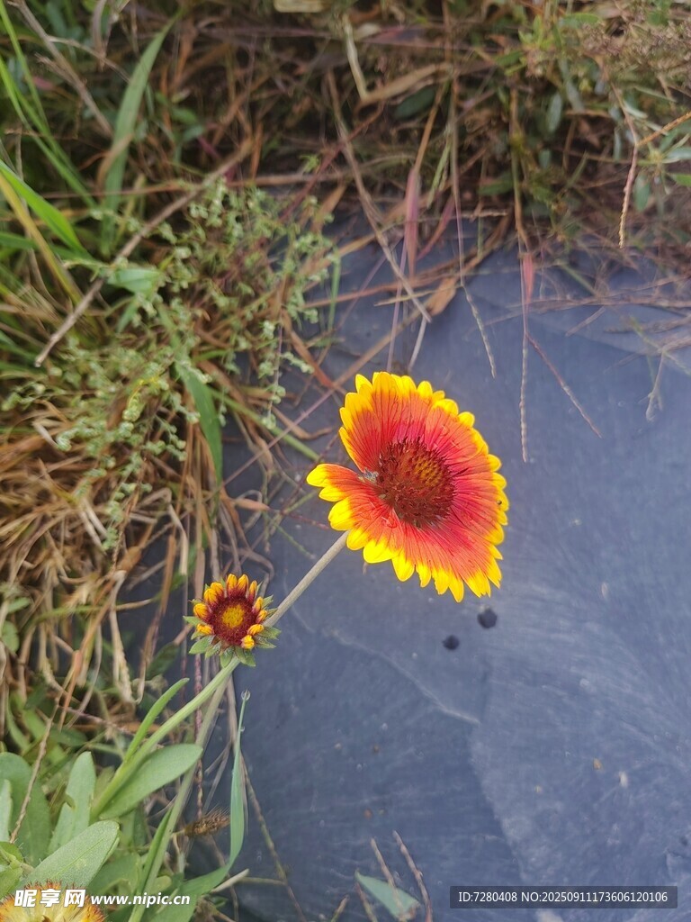 水邊綻放的艷麗花朵