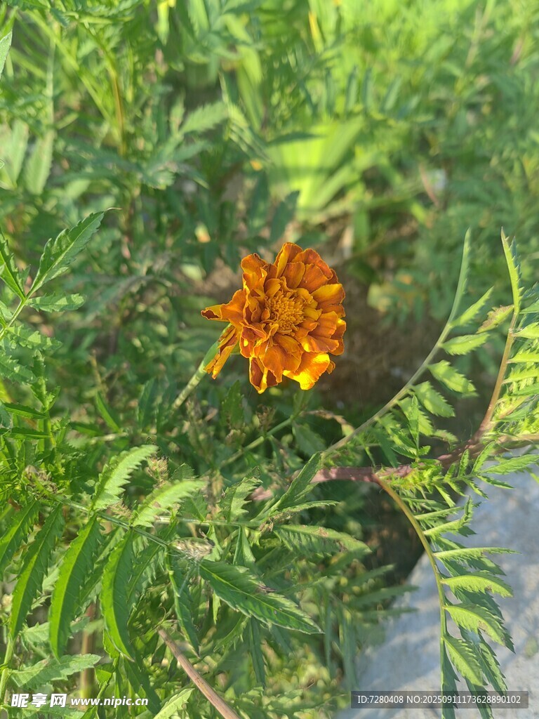 綠葉叢中的橙色小花