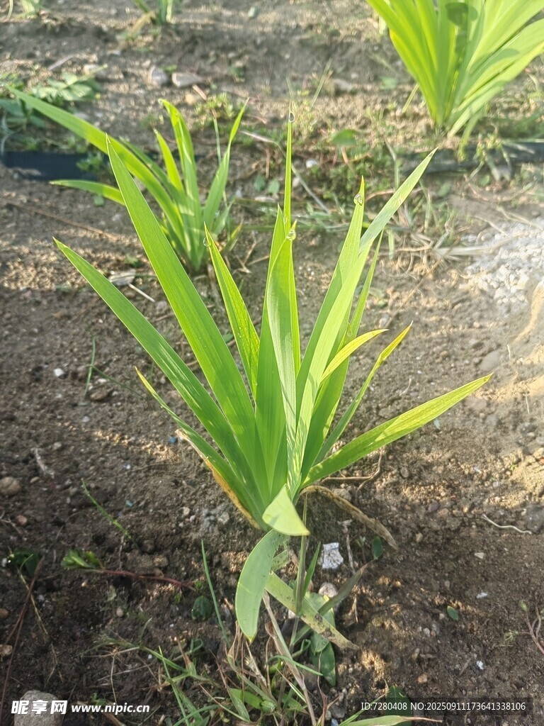 嫩綠玉米苗生長(zhǎng)在田地里
