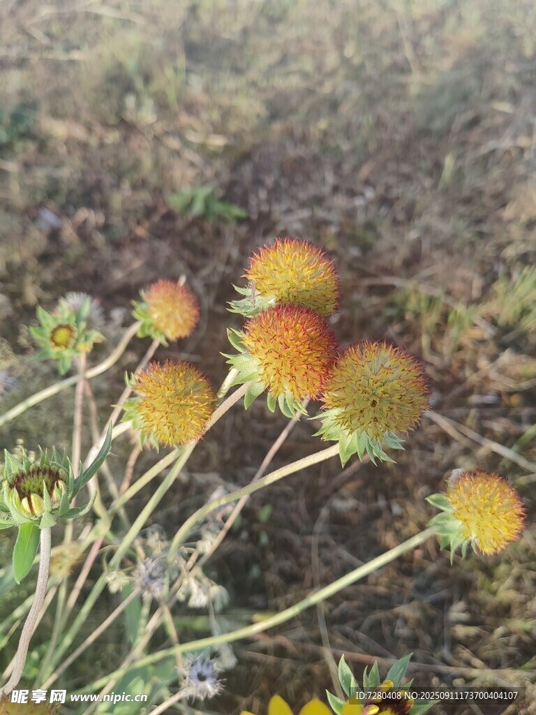 野外綻放的橙色球狀小花
