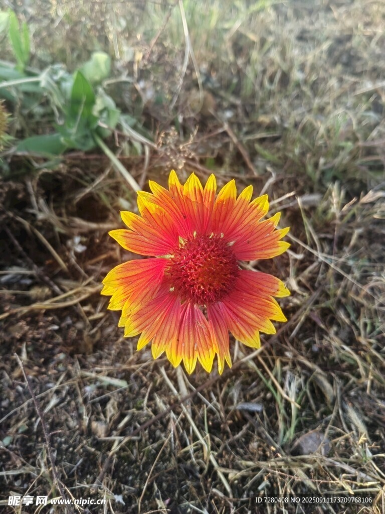 艷麗天人菊綻放于草地