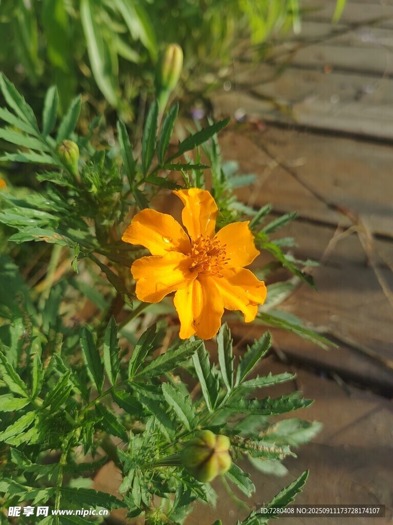 嬌艷黃花開于綠植間