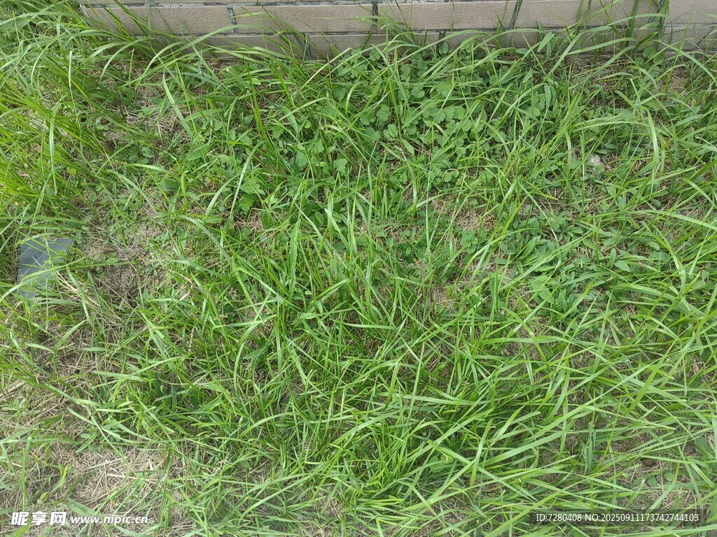 嫩綠草地生機盎然