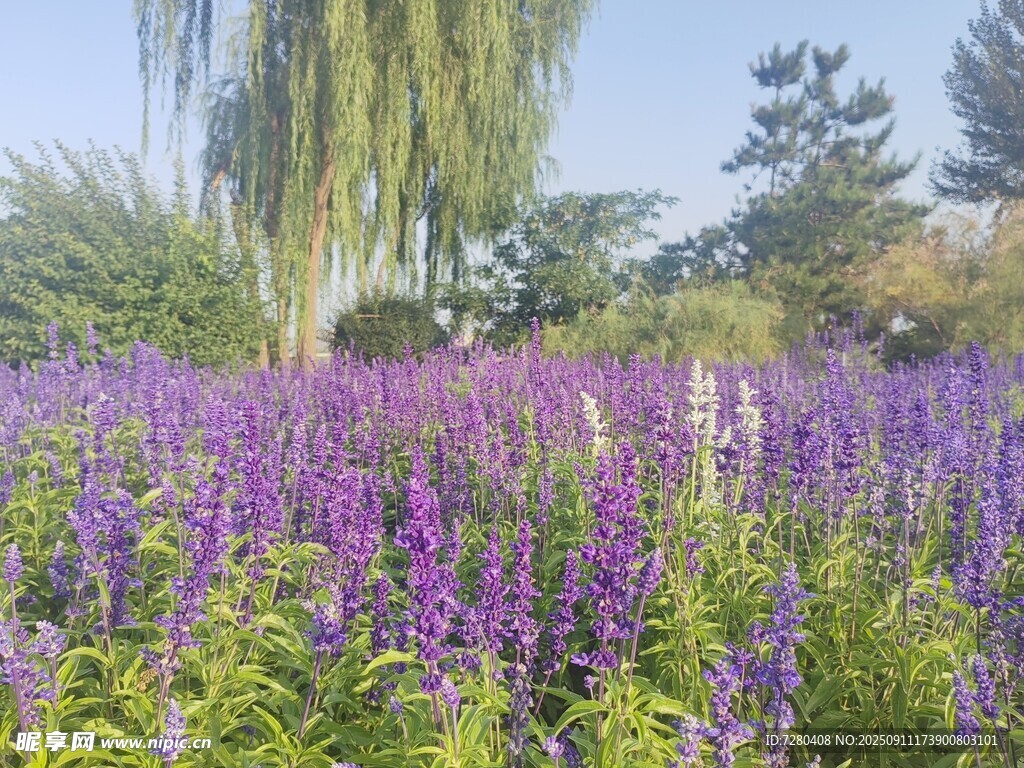 紫色花海中的垂柳美景