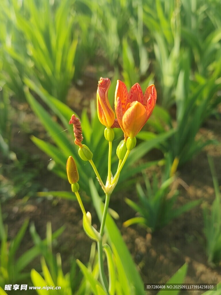 綻放的橙紅色花朵