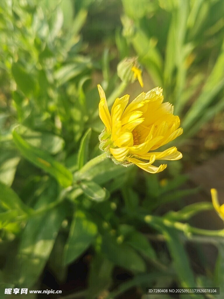 黃色綻放的美麗月見草