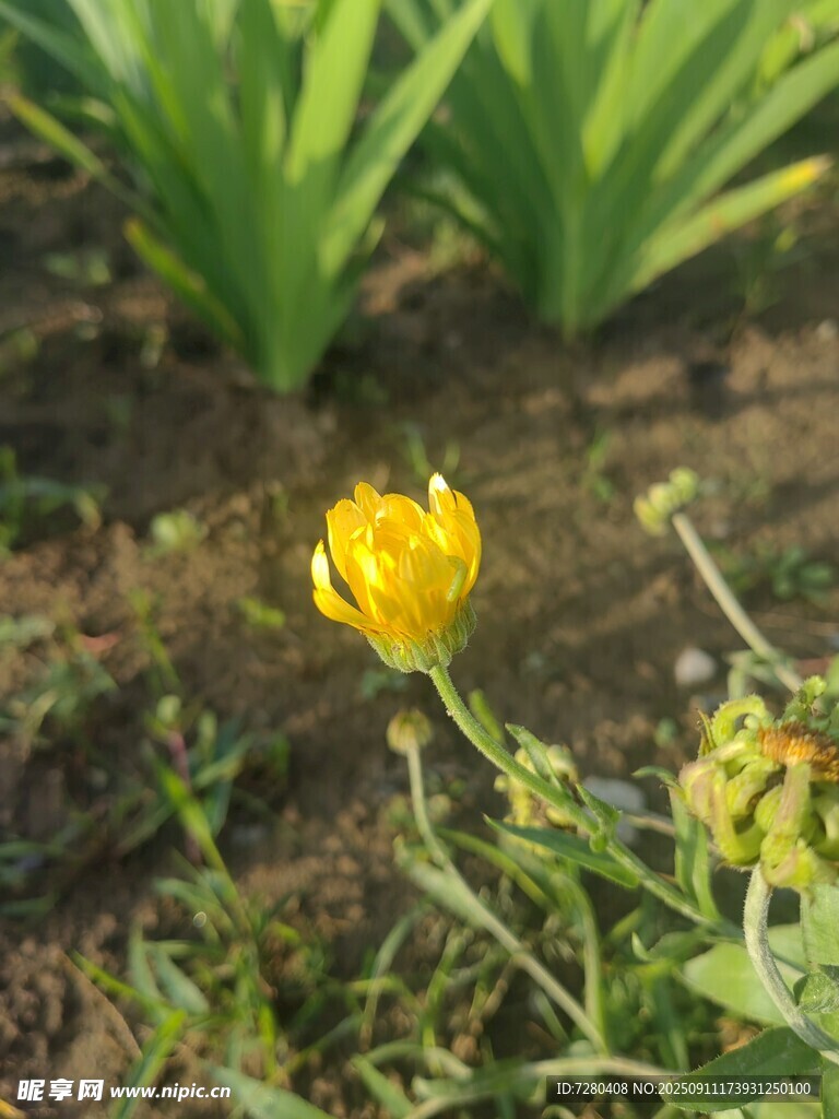 黃色小花綻于綠植間
