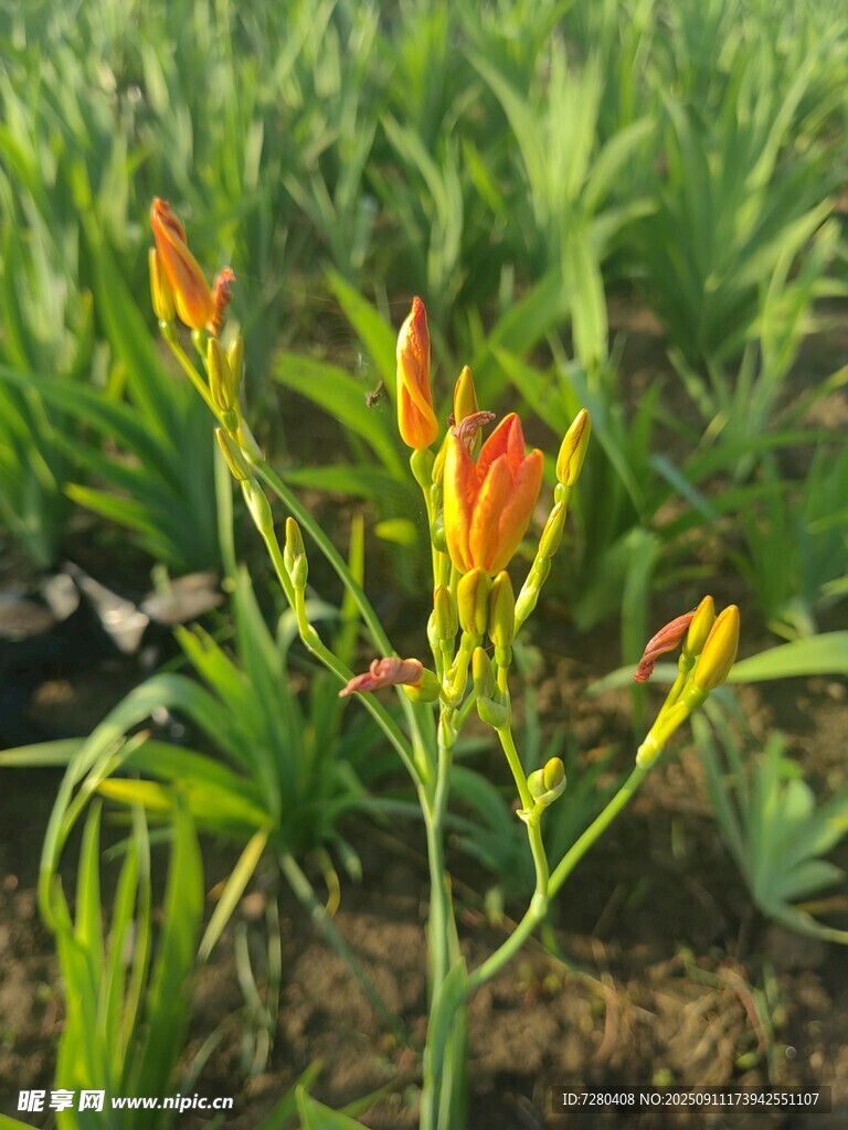田野中的艷麗萱草花
