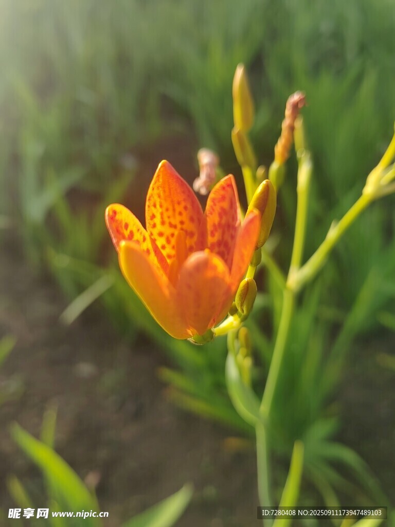 橙色野百合花特寫