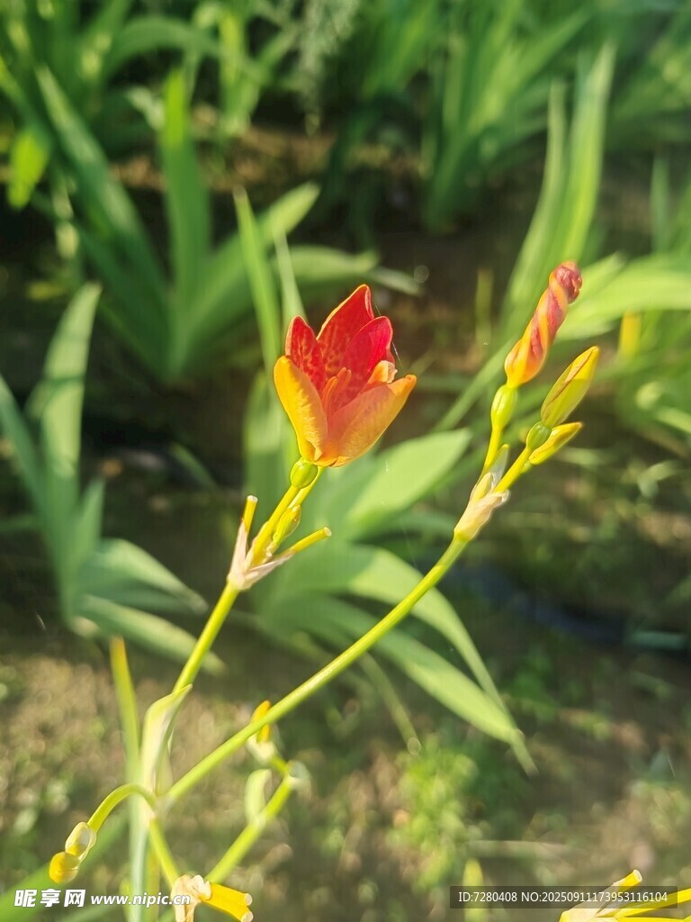 嬌艷雙色花卉特寫(xiě)