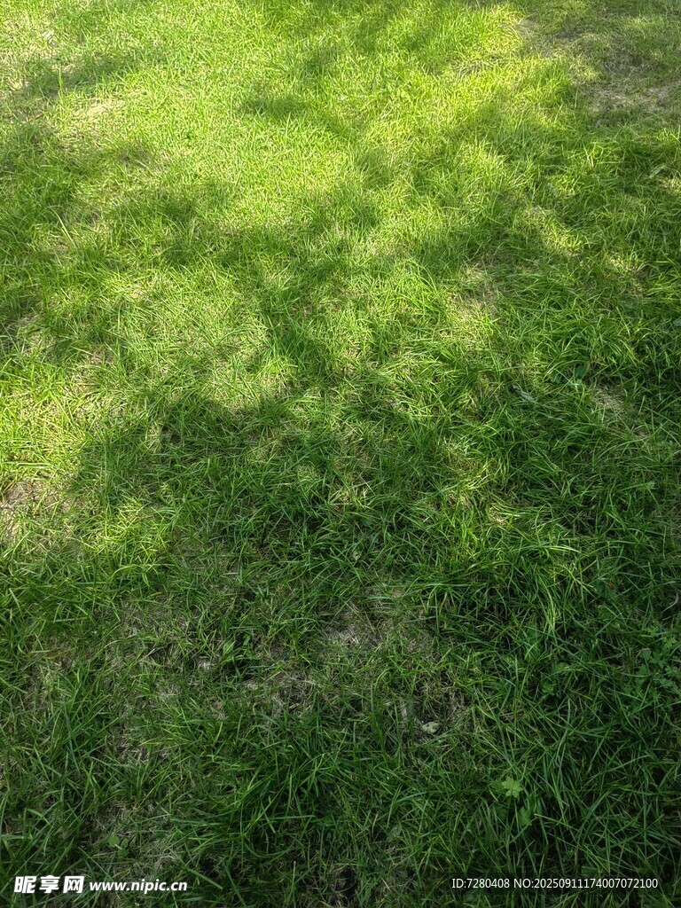 陽光下的翠綠草地