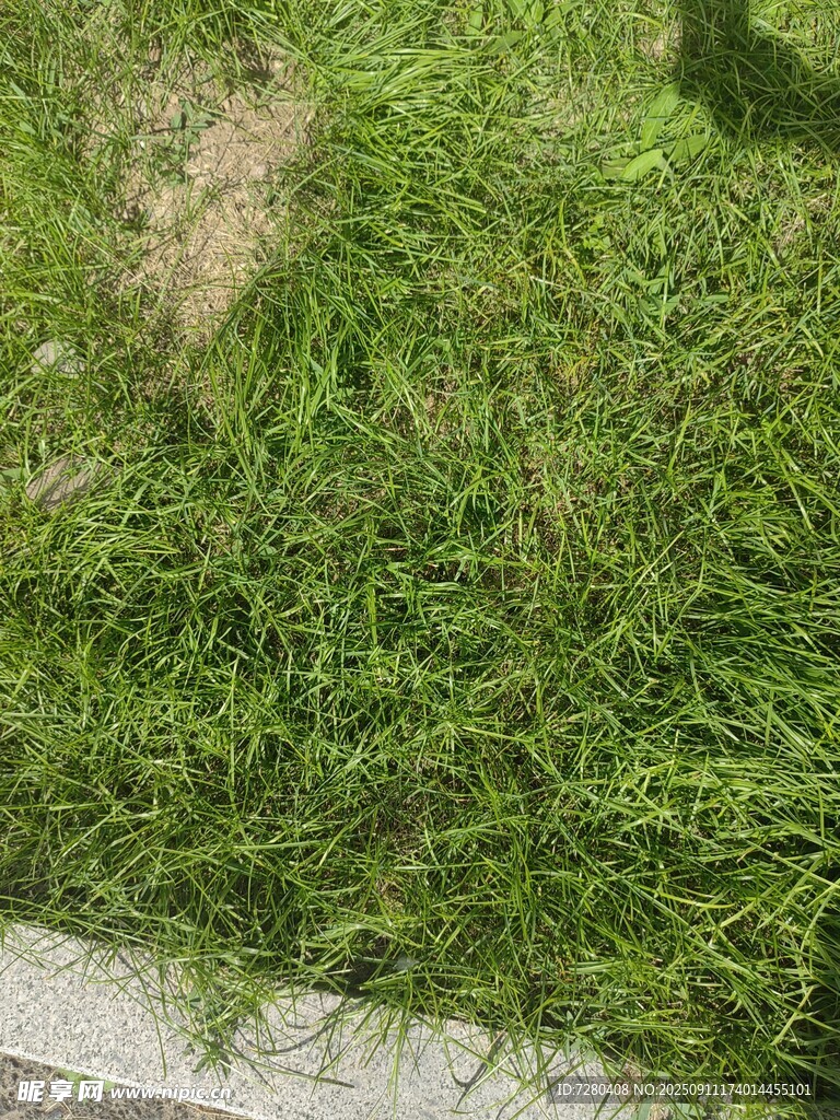 翠綠草坪近景