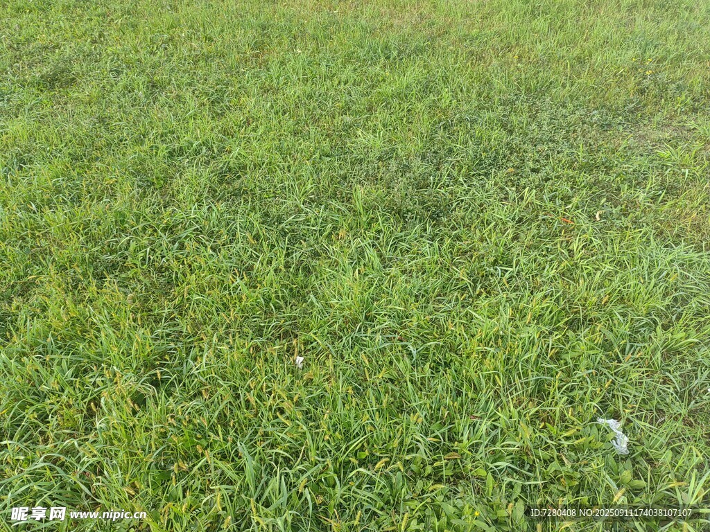 翠綠草地近景