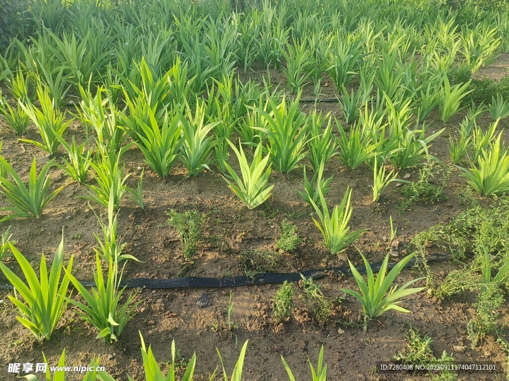 田間嫩綠植物生長景象