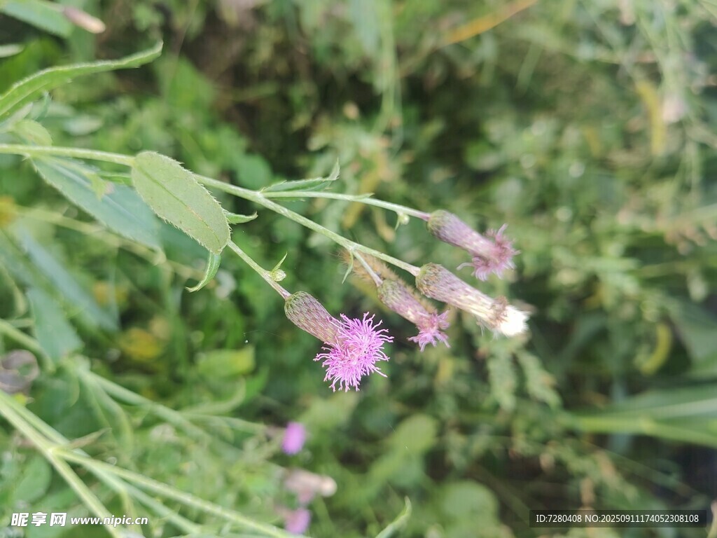野外綻放的紫色小花
