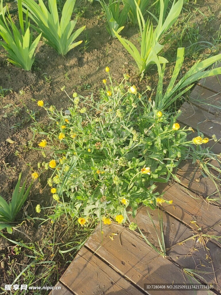 木棧道旁綻放的黃色小花