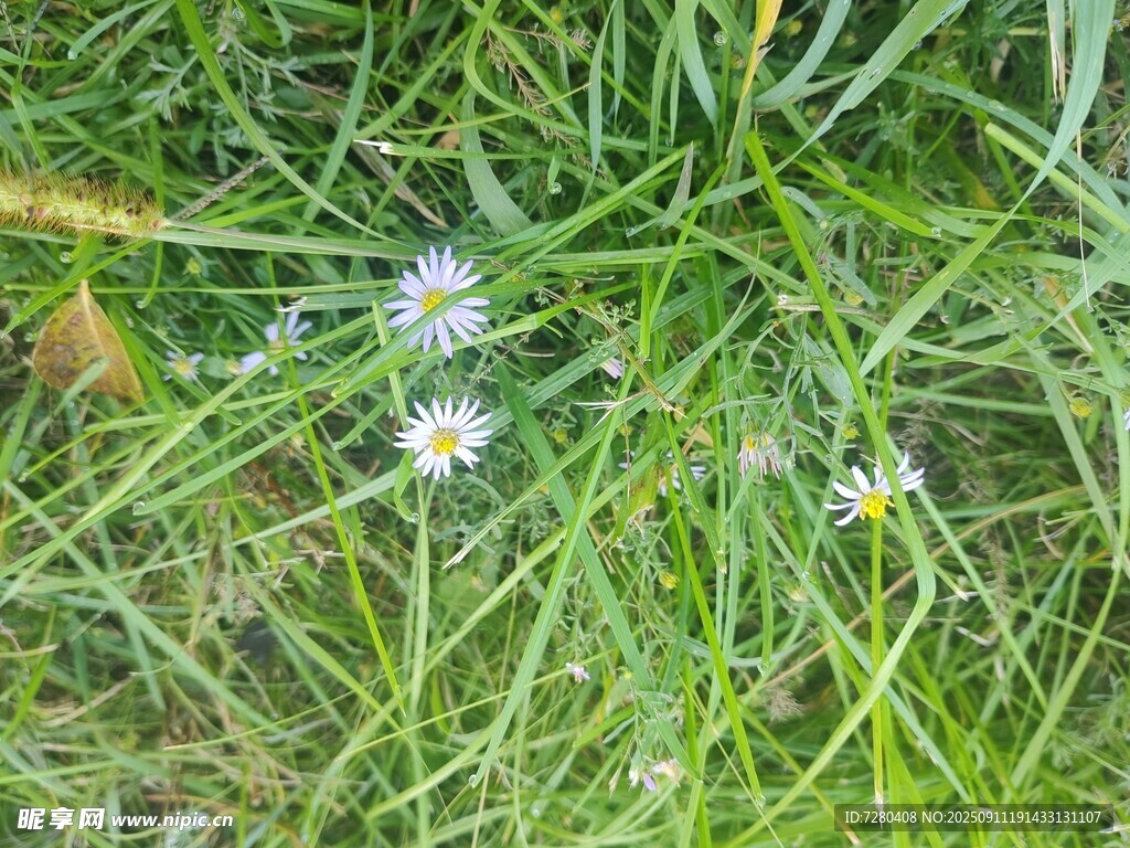 草叢中的清新小花