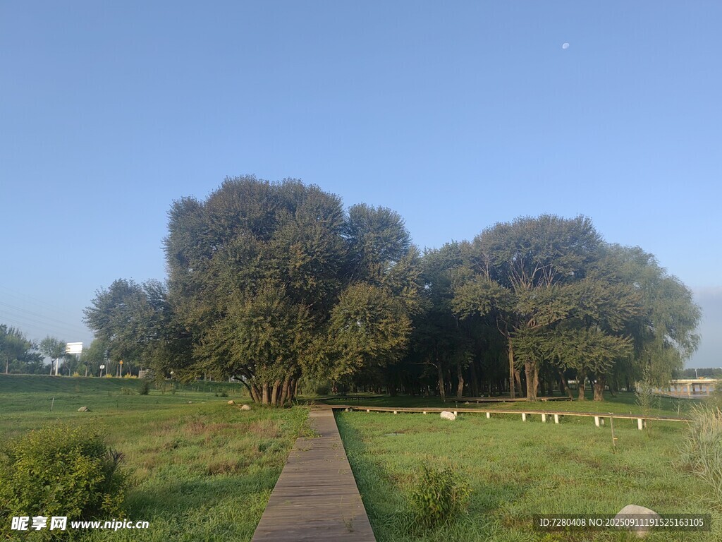 林間木徑靜謐自然之景