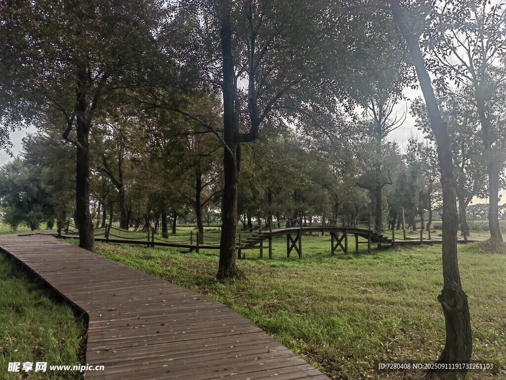 林間木棧道靜謐自然景