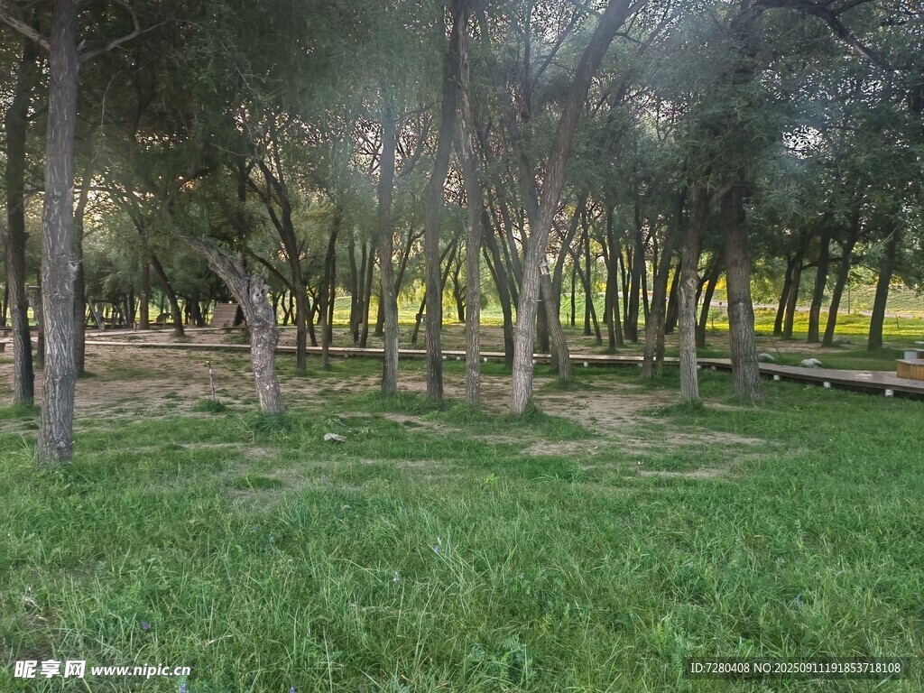 林間草地美景