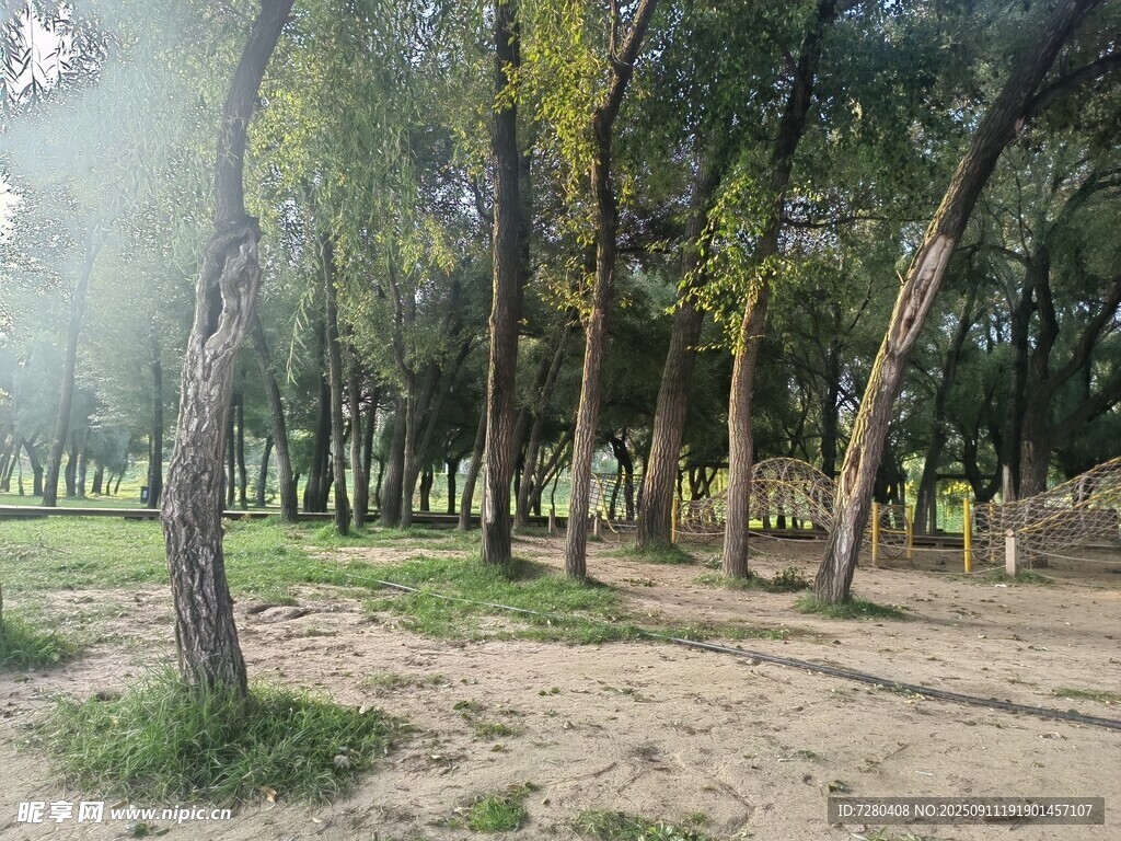 林間靜謐空地