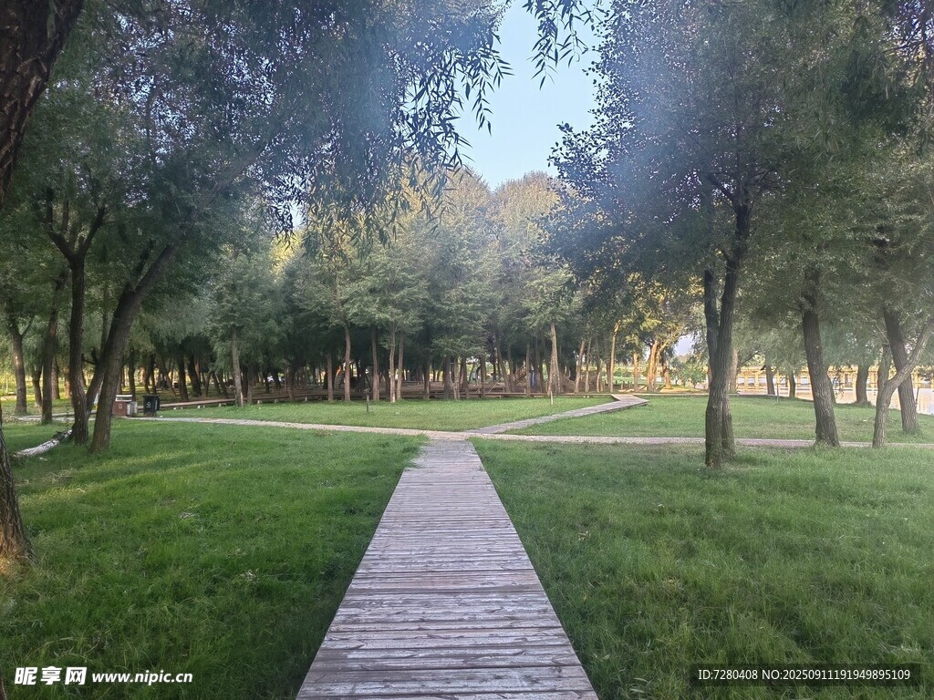 林間木棧道靜謐自然景