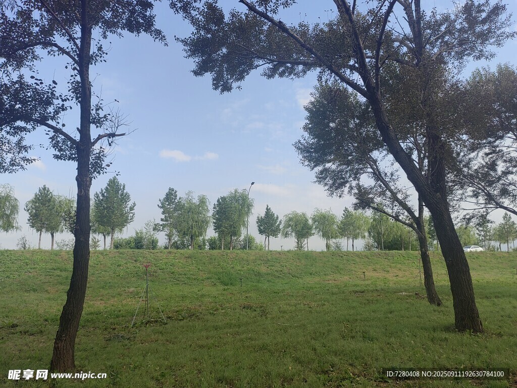 綠意盎然的戶外樹林草地