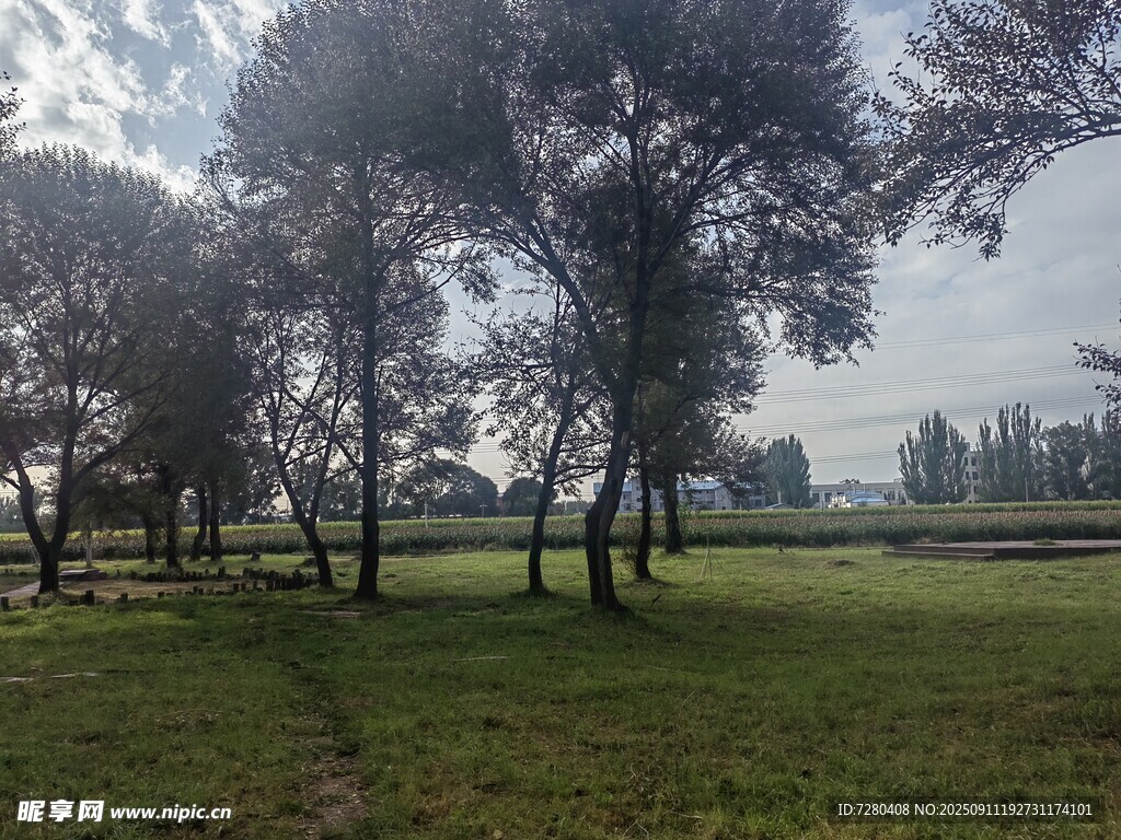 林間草地靜謐自然景致