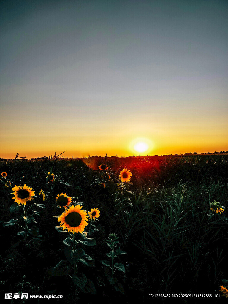 夕陽下的向日葵花田