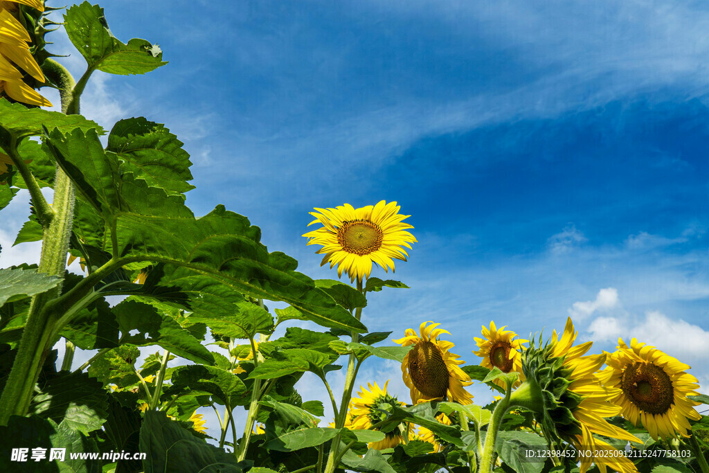 陽光下的向日葵花田