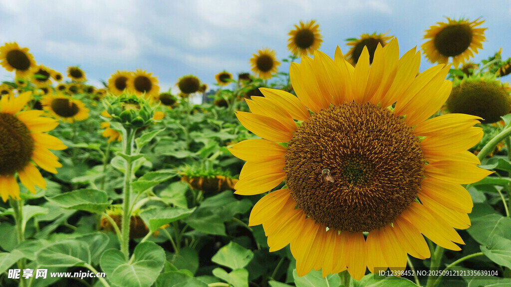向日葵花田綻放的燦爛