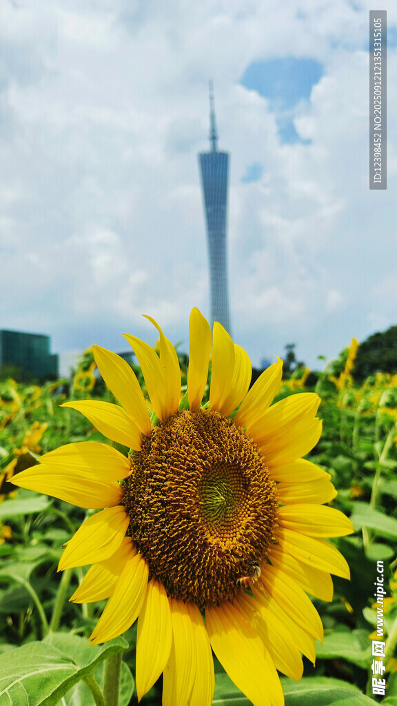 向日葵與遠(yuǎn)處高塔風(fēng)景