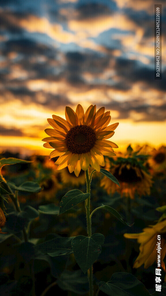 夕陽下的向日葵花田