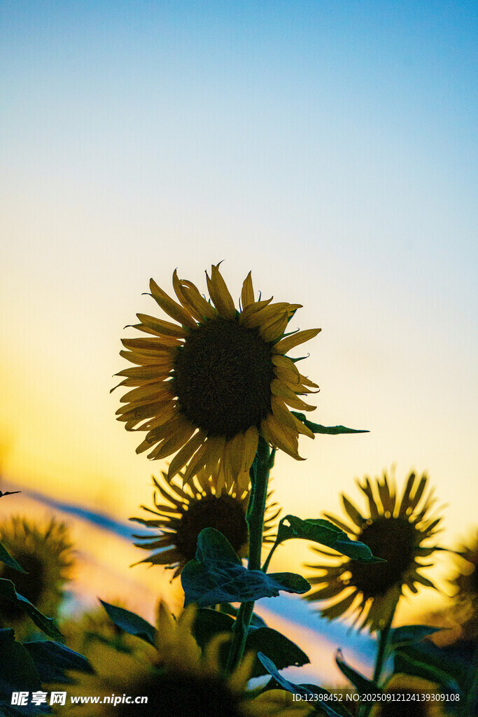 夕陽下的向日葵剪影
