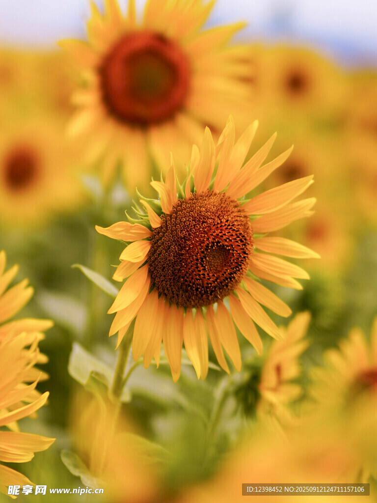 向日葵花海綻放的美麗