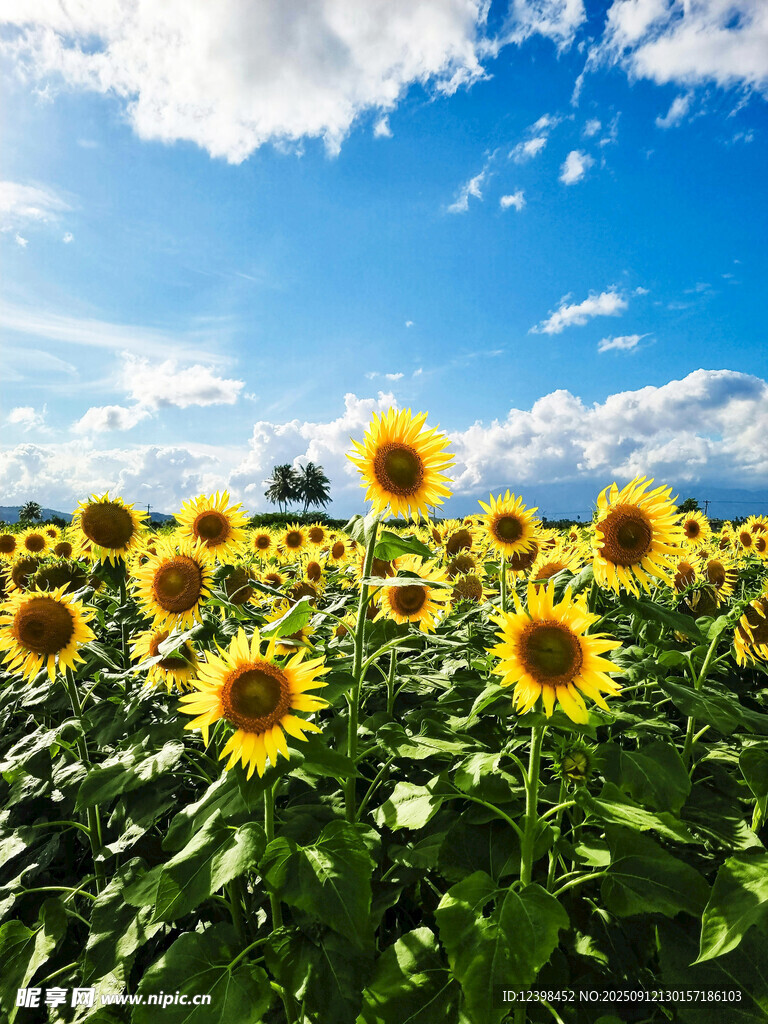 向日葵田與藍天白云美景