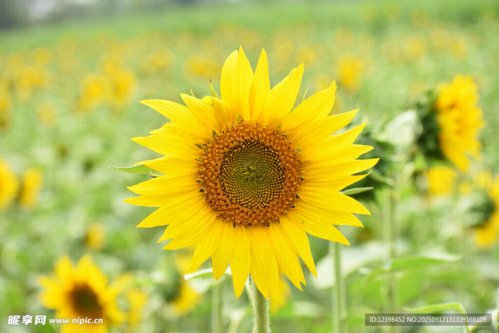 向日葵花田中的燦爛花朵