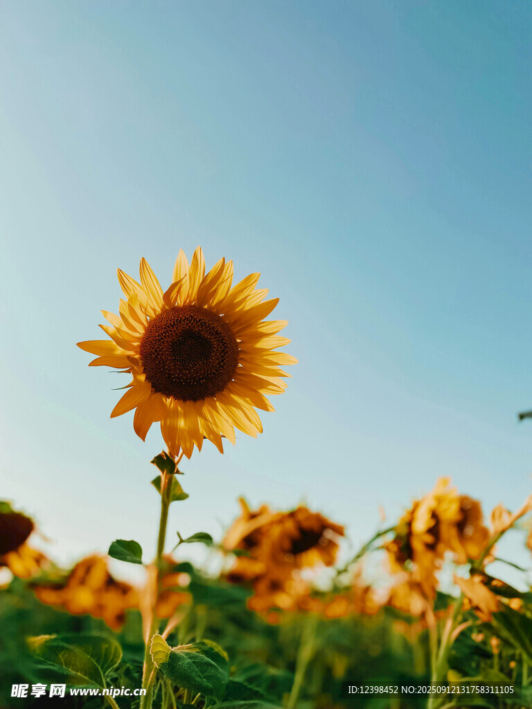 陽光下的向日葵花海