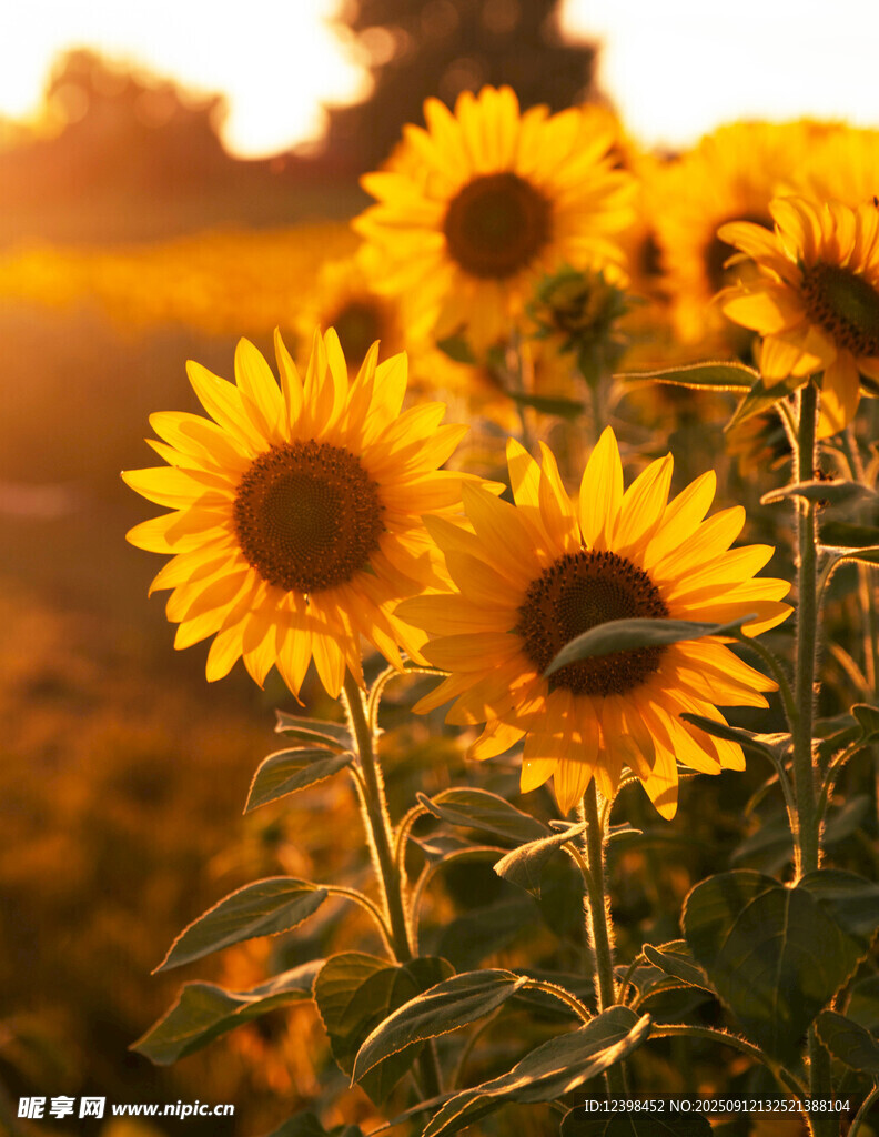 夕陽下的向日葵花田